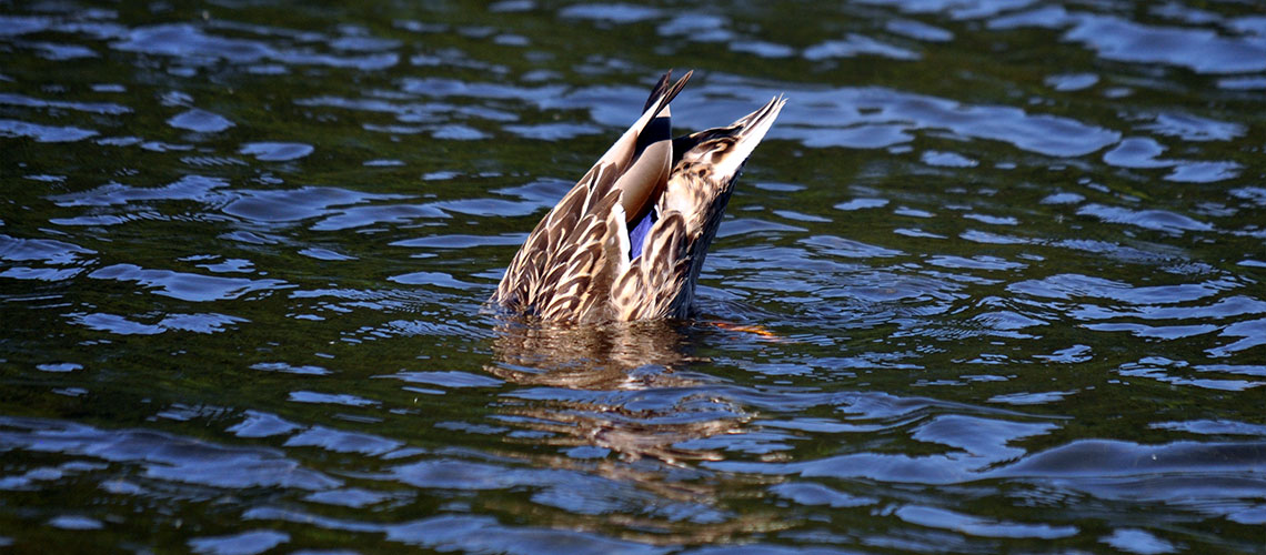 Yoga-Ente